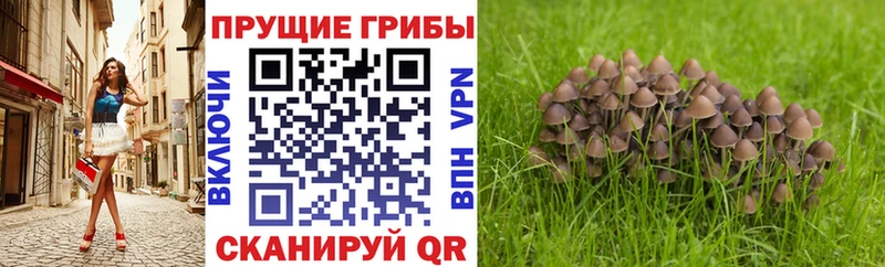 hydra сайт  Сурск  Галлюциногенные грибы Magic Shrooms  дарнет шоп 